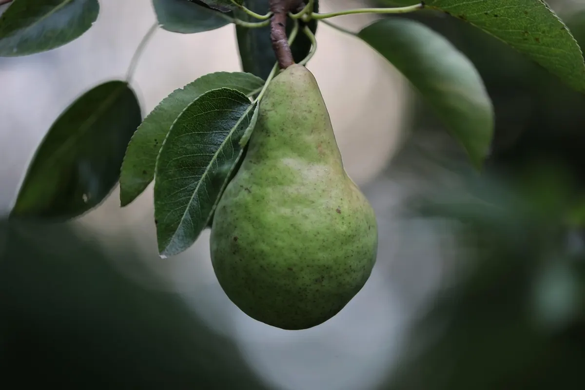Seasonal Tea Recipe: Spiced Pear and Black Tea Cider for Autumn Evenings